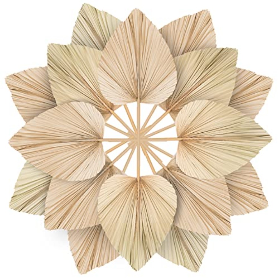 10 Large Bulk Boho Dried Palm  - đánh giá và giá Palm Leaf Dried