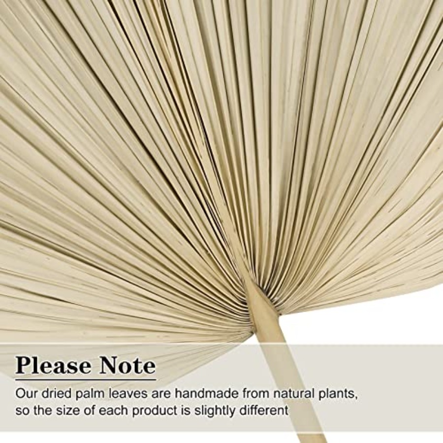 10 Large Bulk Boho Dried Palm  - đánh giá và giá Palm Leaf Dried