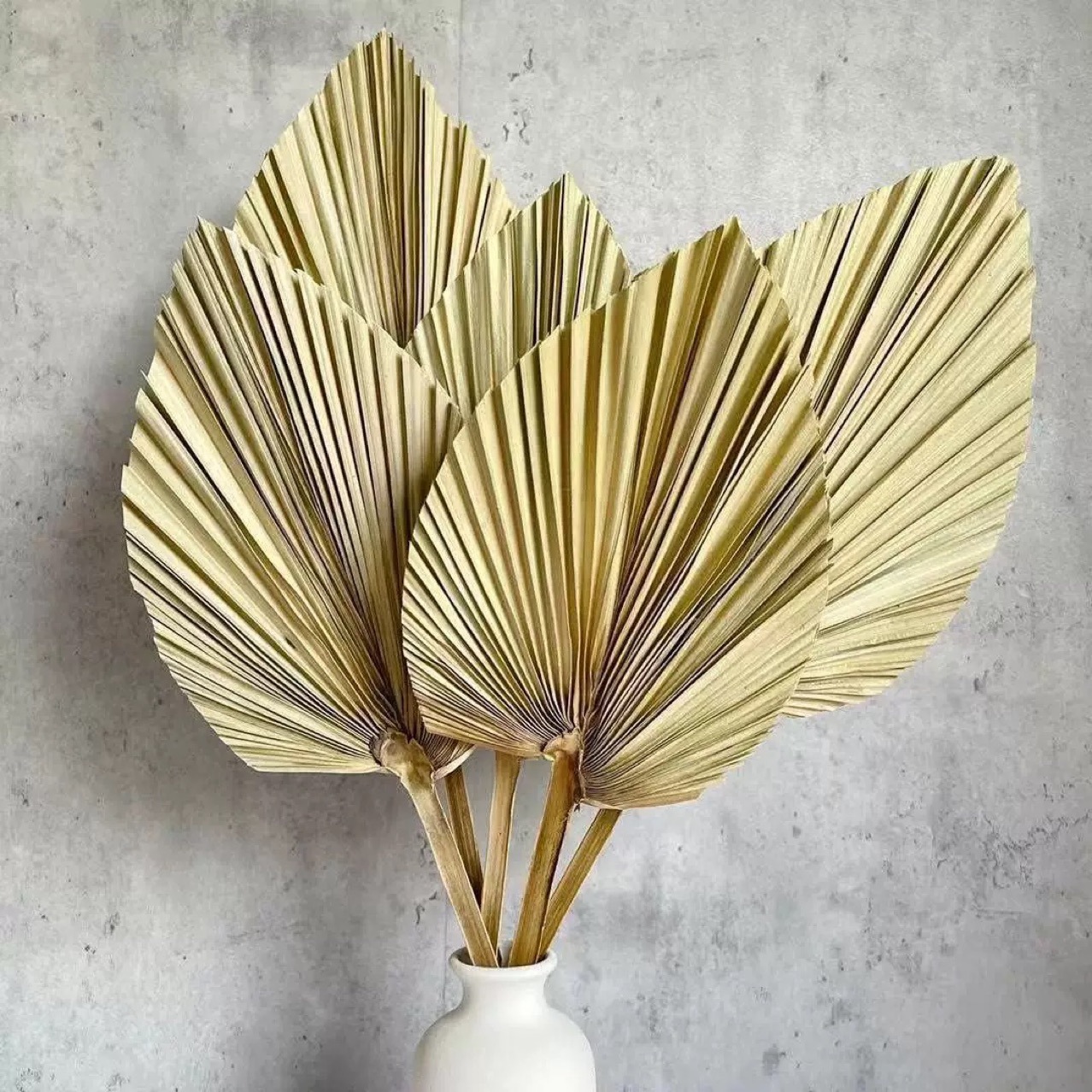 3 PCS Natural Dried Palm Leave - đánh giá và giá Palm Leaf Dried