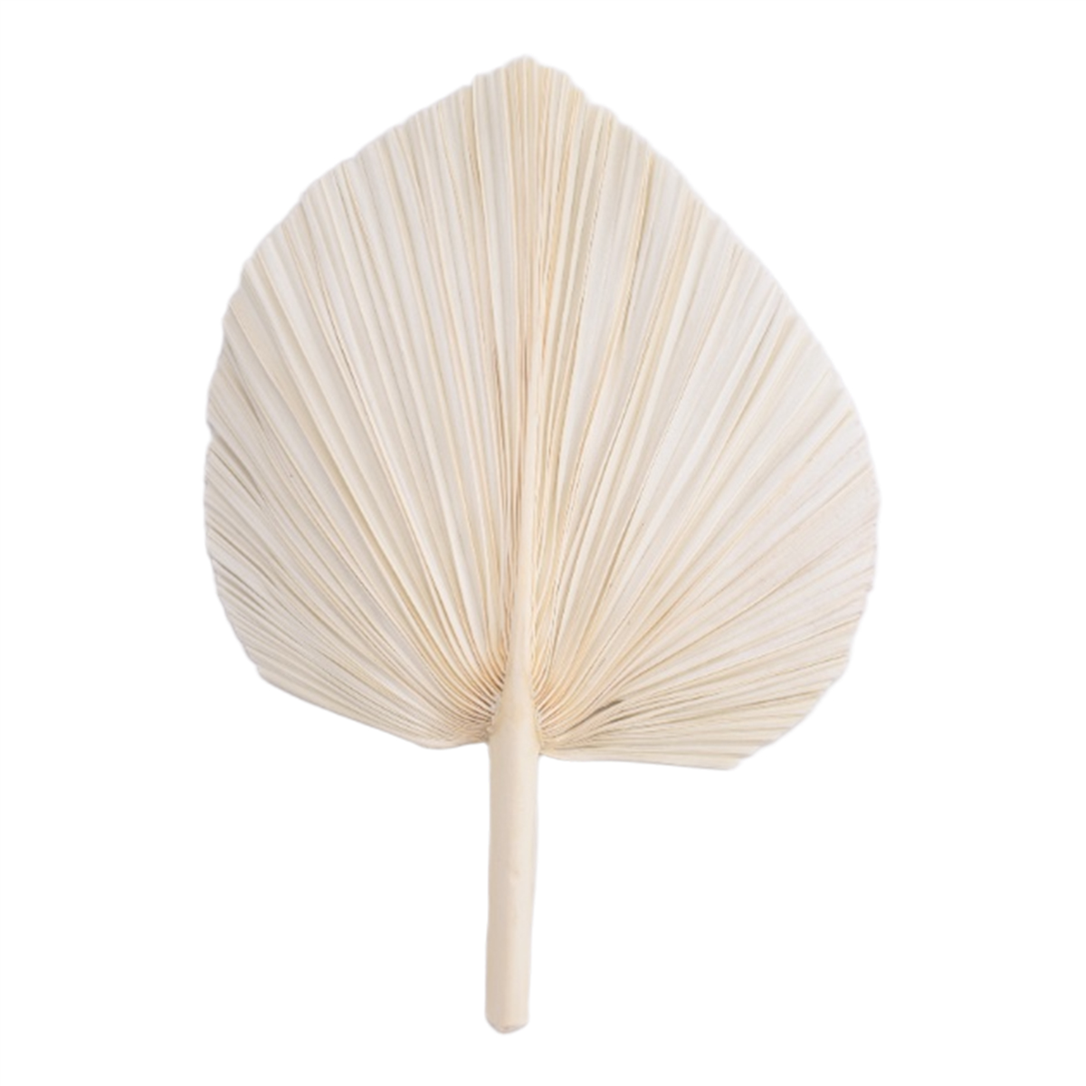 Qualitative Large White Dried  - đánh giá và giá Palm Leaf Dried
