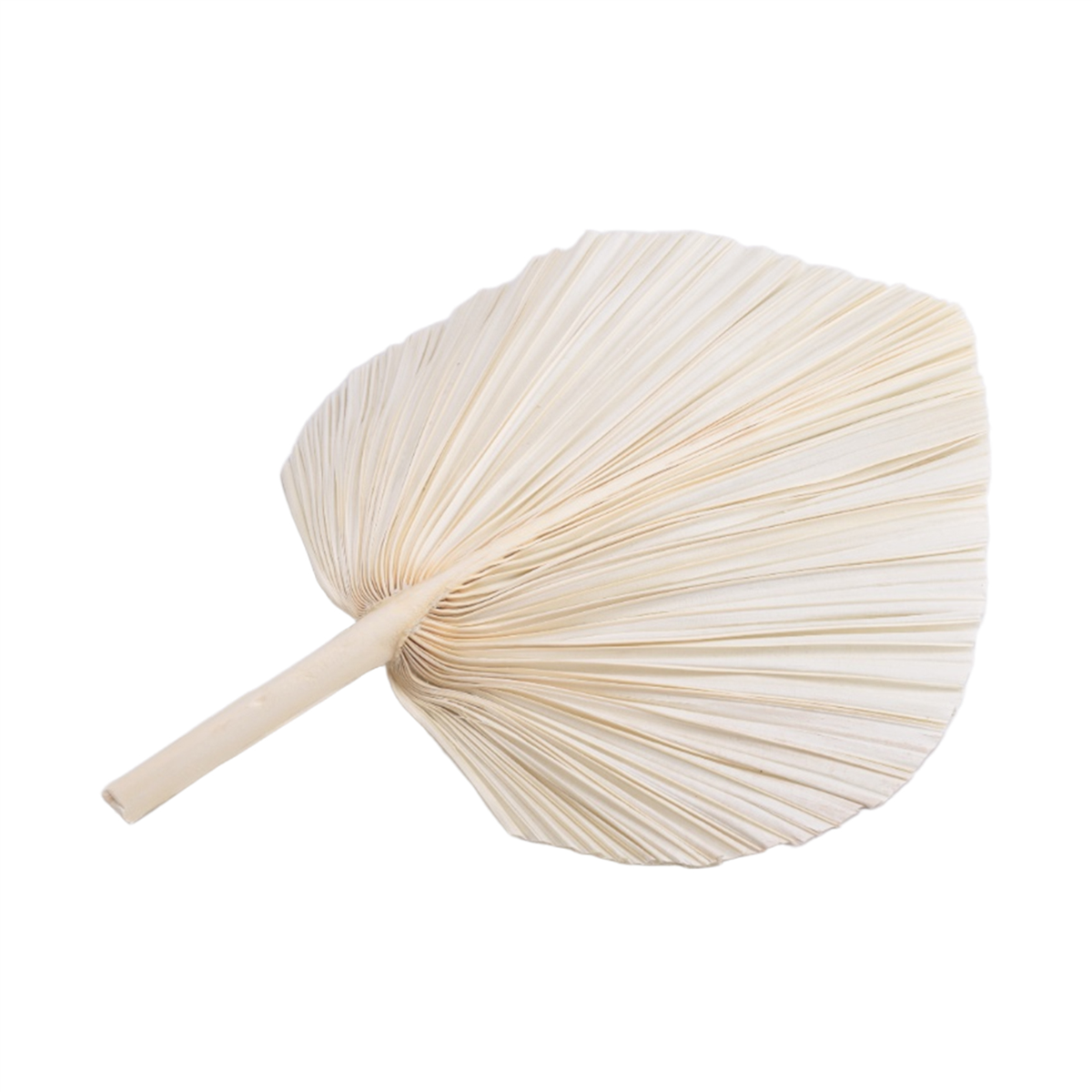 Qualitative Large White Dried  - đánh giá và giá Palm Leaf Dried