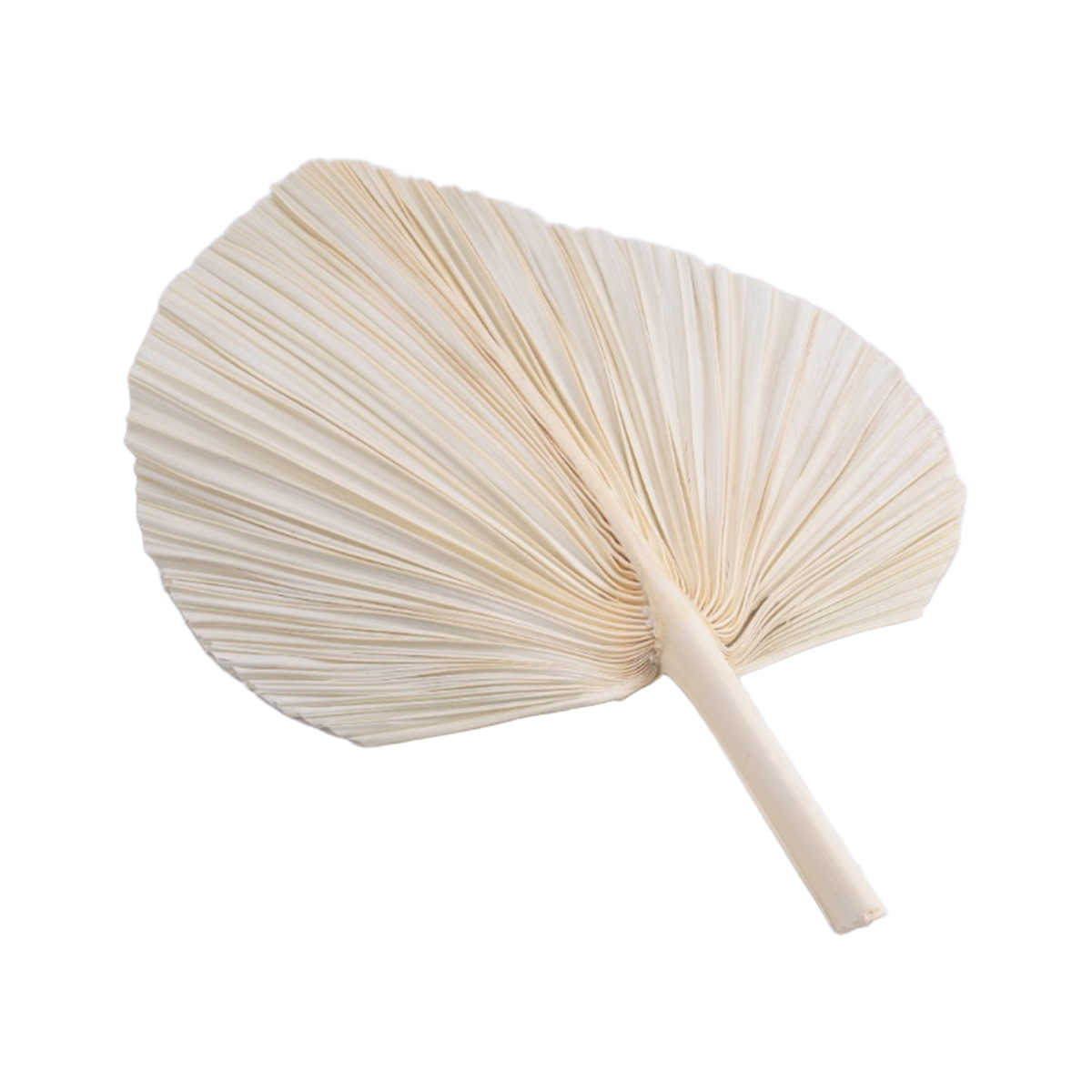 Qualitative Large White Dried  - đánh giá và giá Palm Leaf Dried