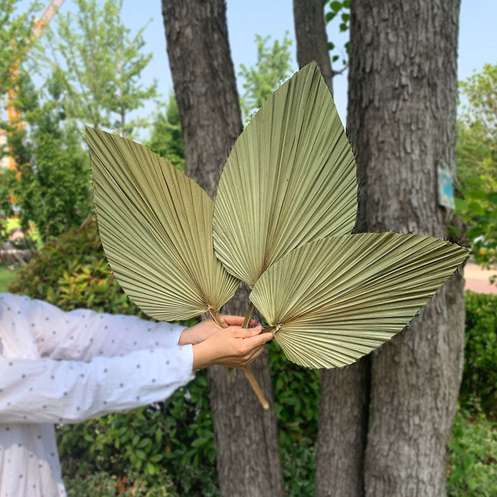 1Pcs Natural Dried Palm Leaf D - đánh giá và giá Palm Leaf Dried