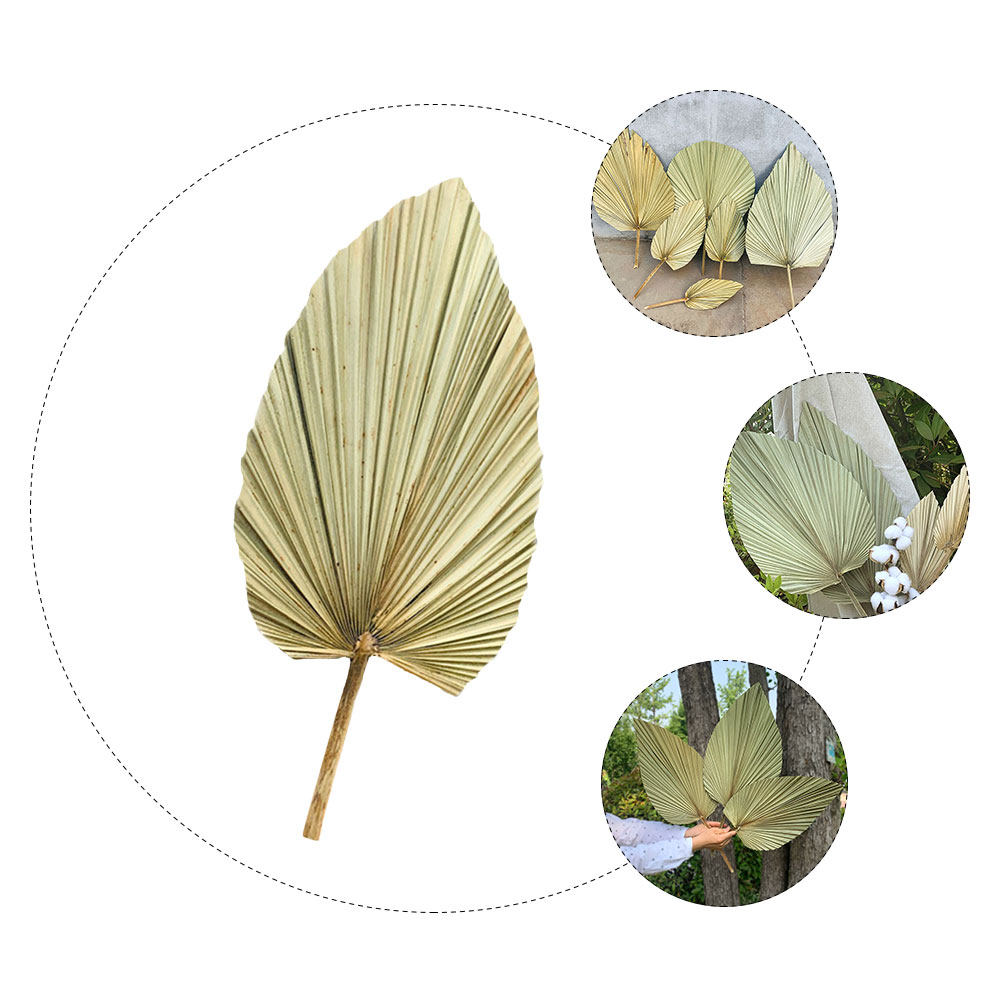 1Pcs Natural Dried Palm Leaf D - đánh giá và giá Palm Leaf Dried
