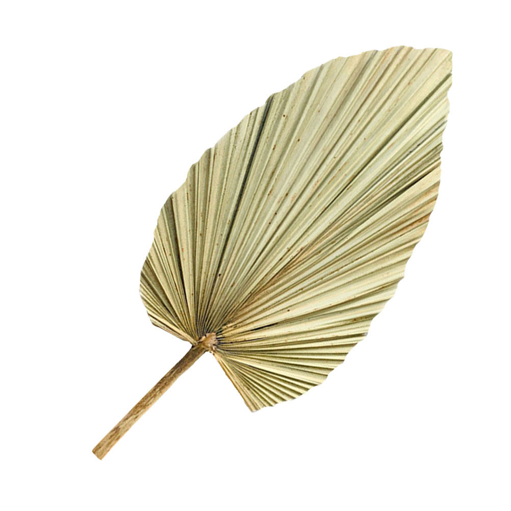 1Pcs Natural Dried Palm Leaf D - đánh giá và giá Palm Leaf Dried