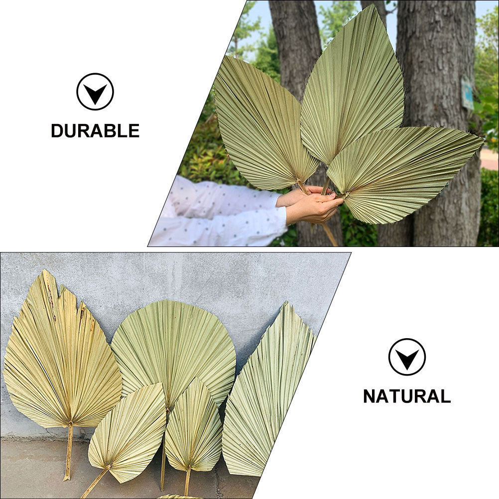 1Pcs Natural Dried Palm Leaf D - đánh giá và giá Palm Leaf Dried