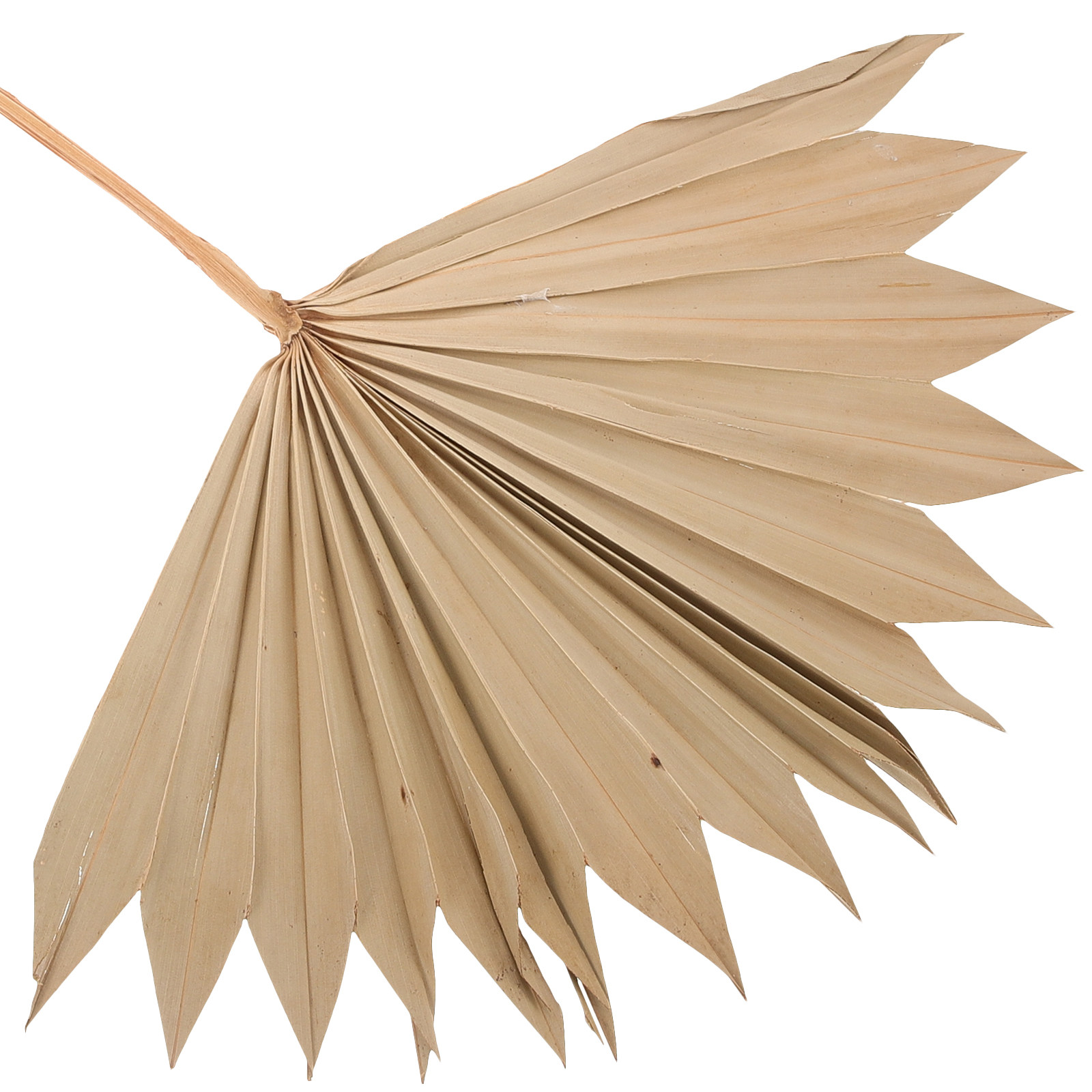 4Pcs Natural Dried Palm Leaf F - đánh giá và giá Palm Leaf Dried
