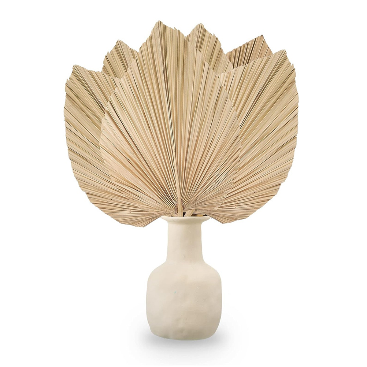 New 6PCS Dried Palm Leaves Nat - đánh giá và giá Palm Leaf Dried